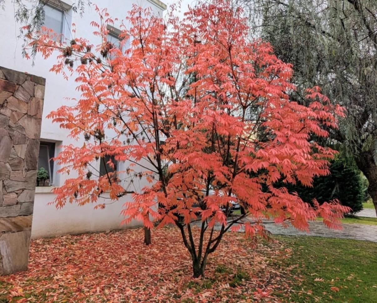 image 32
