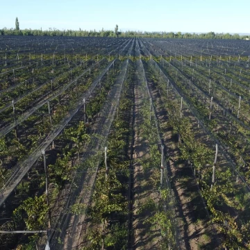Finca de viñedos de 24 Has. en Cuadro Bombal