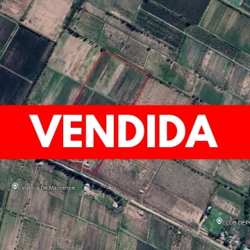 Finca de 10 ha Cuadro Benegas - Gran oportunidad de renovación