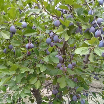 Extraordinaria Finca de 18 Hectáreas en Goudge
