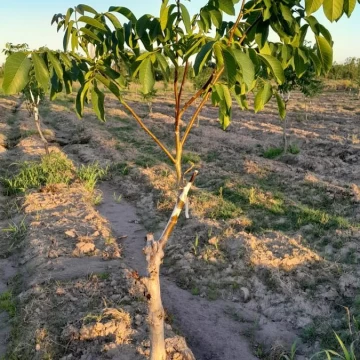 Finca de 3.8 Has en Cañada Seca