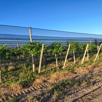 Finca de 9 Ha. en producción en Salto de Las Rosas