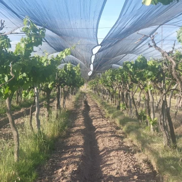 Finca 13 has en callejón Los Inquilinos - Cuadro Benegas