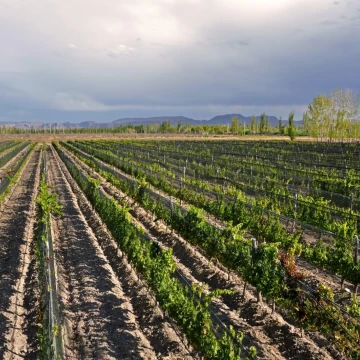 Finca Malbec 8 ha | Rama Caída, San Rafael
