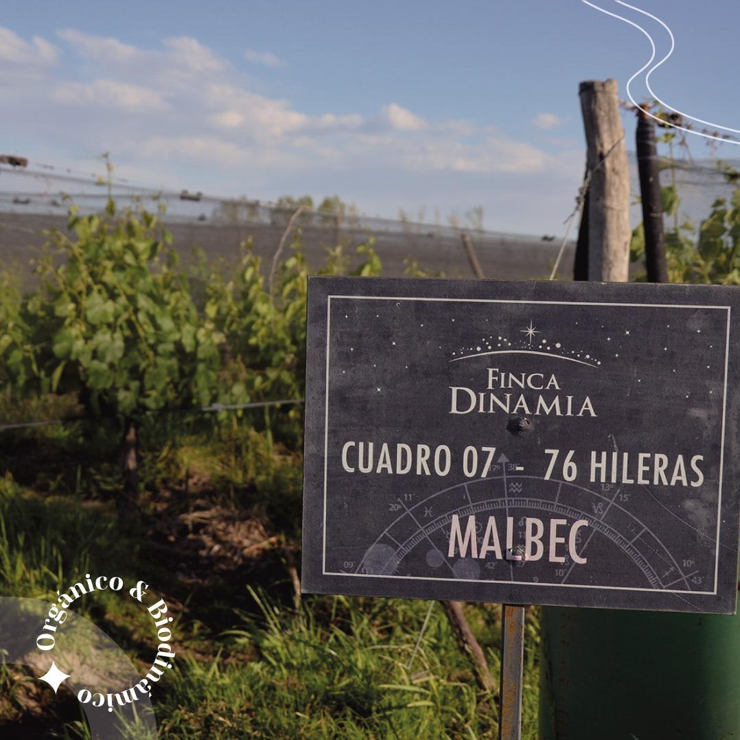 Cultivo de Malbec en espaldero con tela antigranizo y derecho de riego definitivo por ley.
