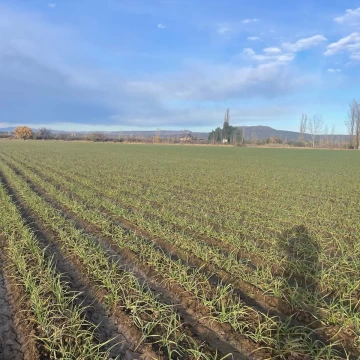 Finca en Venta en La Correina - San Rafael, Mendoza