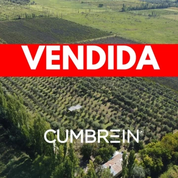 Finca Productiva en San Rafael | Malbec