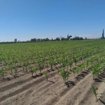 Venta Finca 100 Ha en San Rafael | Doble Perforación | Smart Value Mendoza