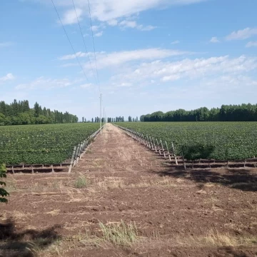Finca Vitivinícola “Llave en Mano” en Colonia Elena – San Rafael, Mendoza