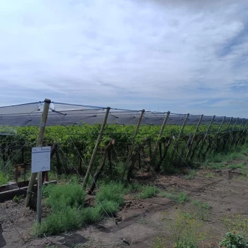 Destacada finca agrícola y vitivinícola en venta en Goudge, San Rafael