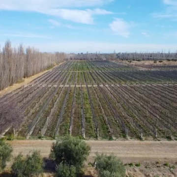 Finca agrícola de 58 hectáreas - Tabanera, San Rafael, Mendoza