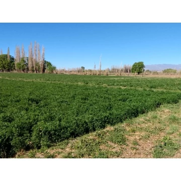 Campo en Iglesia San Juan