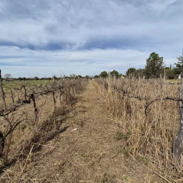 VENTA FINCA CON VIÑEDO COLONIA CAROYA
