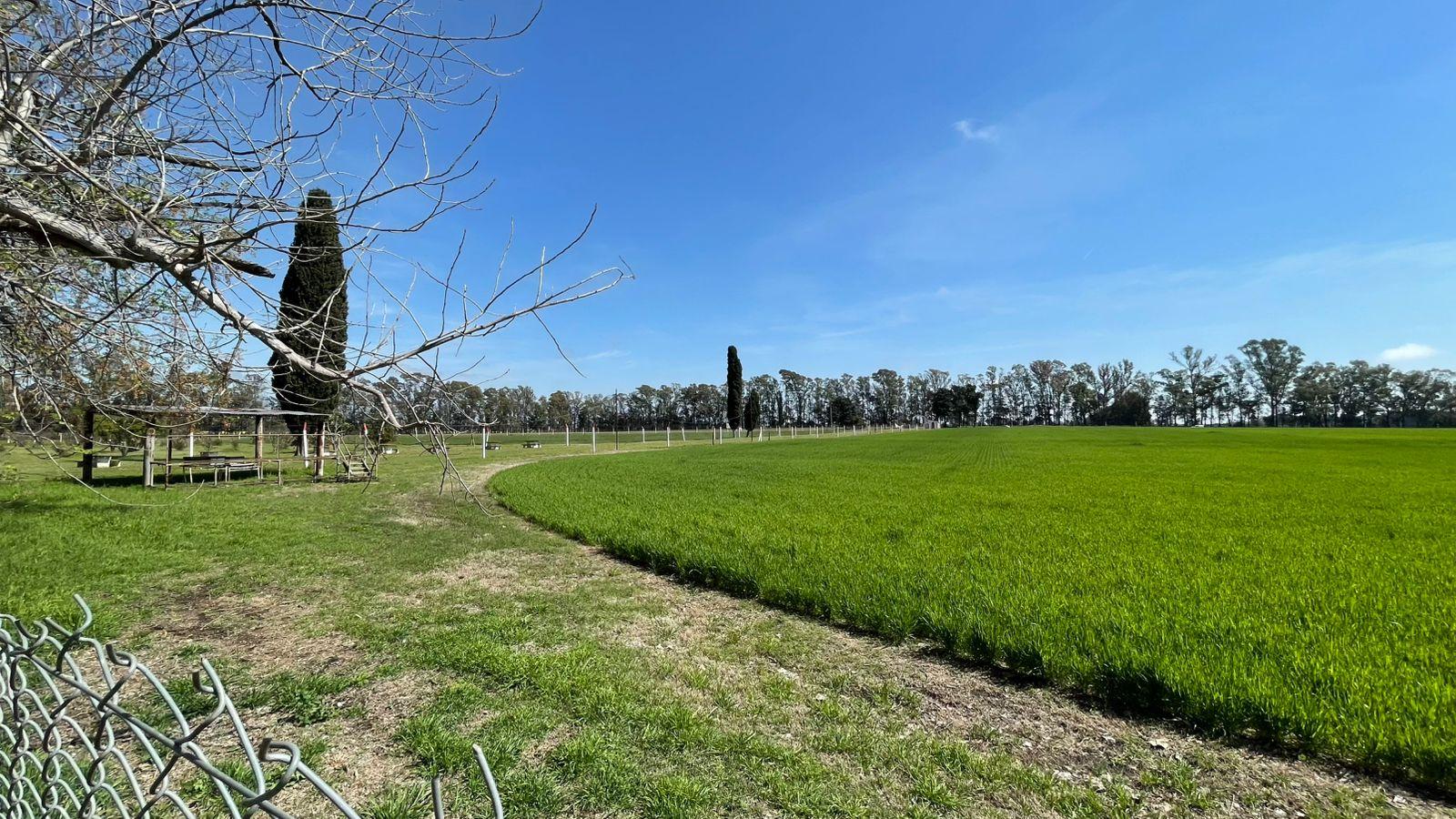 Campo apto cosecha