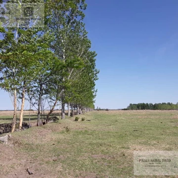 Finca en Villa Atuel 36 HA. listas para tu proyecto