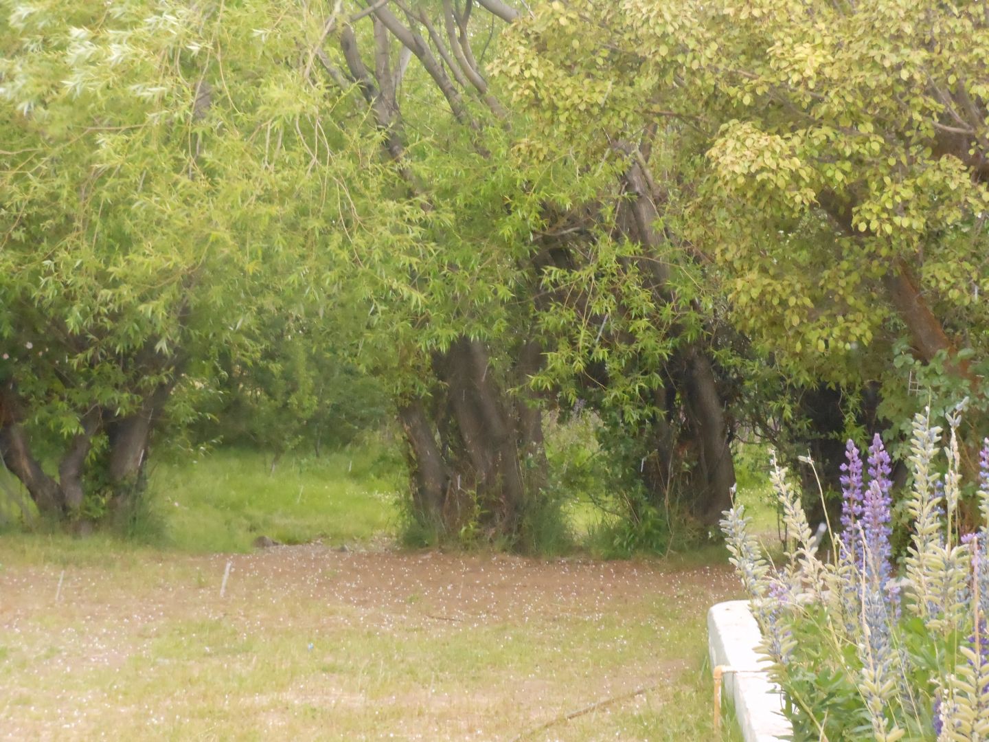 image 39