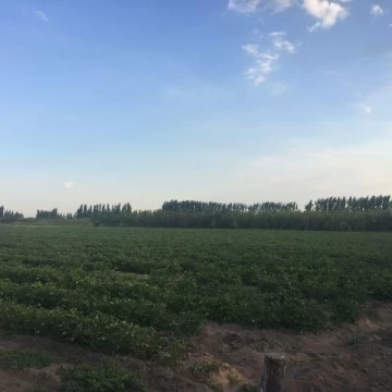 Venta de FINCA, GENERAL ALVEAR, MENDOZA.