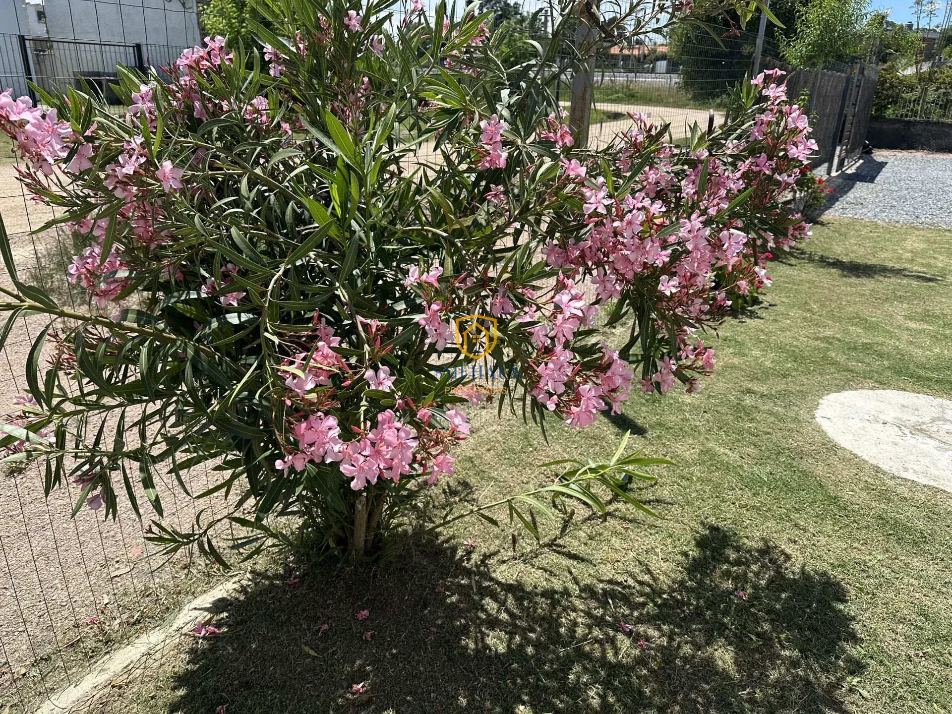 image 17