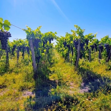 CAMPO EN VENTA LA PEGA LAVALLE