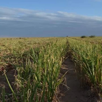 Campo de 875 has. en Venta - en Guardia Mitre Pcia de Río Negro