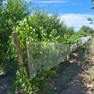 Finca en Calle Florida y Calle 3 - Cuadro Nacional
