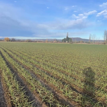 Finca en Venta en La Correina - San Rafael, Mendoza