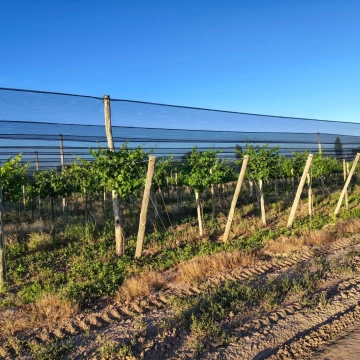 Finca de 9 Ha. en producción en Salto de Las Rosas
