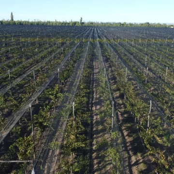 Finca de viñedos de 24 Has. en Cuadro Bombal