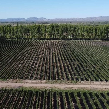 Exclusivo Viñedo de 20 Ha. en Cuadro Benegas