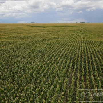Campo en venta de 447 has en Espigas