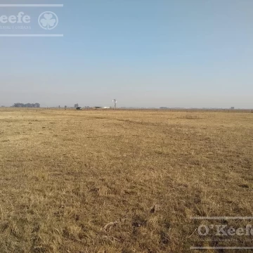 Campo Ganadero de 165 Has - Sobre Ruta - Ranchos