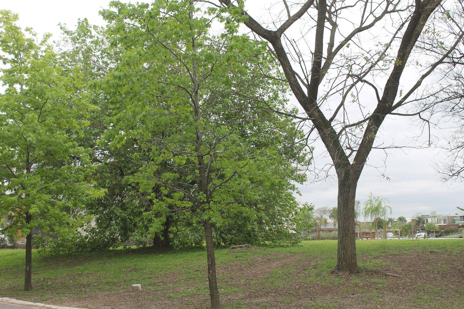 Vista del lote