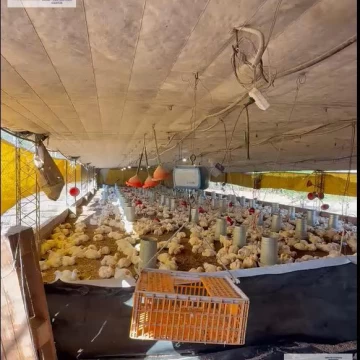 Inversión Agroindustrial | Granja Avícola Operativa en Cruz Alta