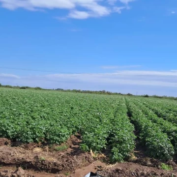 Espectacular Finca en Luján de Cuyo  Ideal cultivo  chacra- pistacho -frutales- vid Pozos y Represas