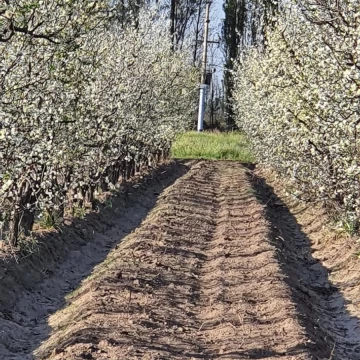 Finca - San Rafael