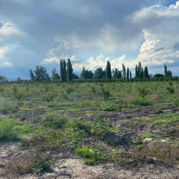 Venta Finca TUNUYAN Mendoza - Vista Flores