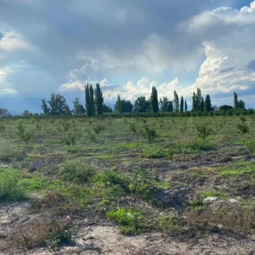 Venta Finca TUNUYAN Mendoza - Vista Flores