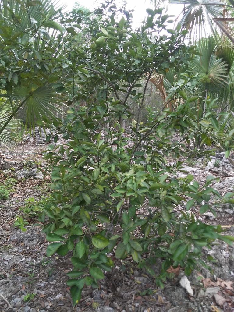image 13